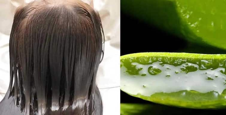 Hair Care: Aloe Vera at home is a boon for hair, make an Aloe Vera hair mask like this Hair Care : ਵਾਲਾਂ ਲਈ ਵਰਦਾਨ ਹੁੰਦੈ ਘਰ ਵਿਚ ਲੱਗਾ Aloe Vera, ਇਸ ਤਰ੍ਹਾਂ ਬਣਾਓ ਐਲੋਵੇਰਾ ਦਾ ਹੇਅਰ ਮਾਸਕ