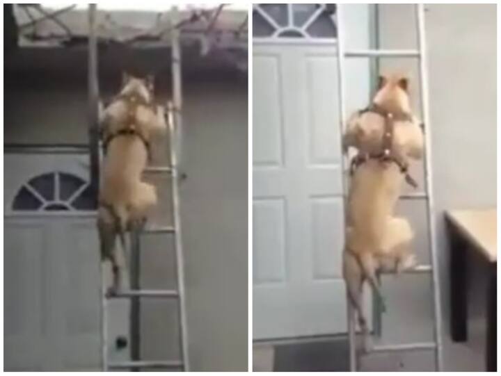 Smart dog have a special trick to descend ladder in Viral Video on Social Media Smart Dog: कुत्ते ने सीढ़ी उतरने के लिए अपनाई खास ट्रिक, स्मार्टनेस के कायल हुए यूजर्स