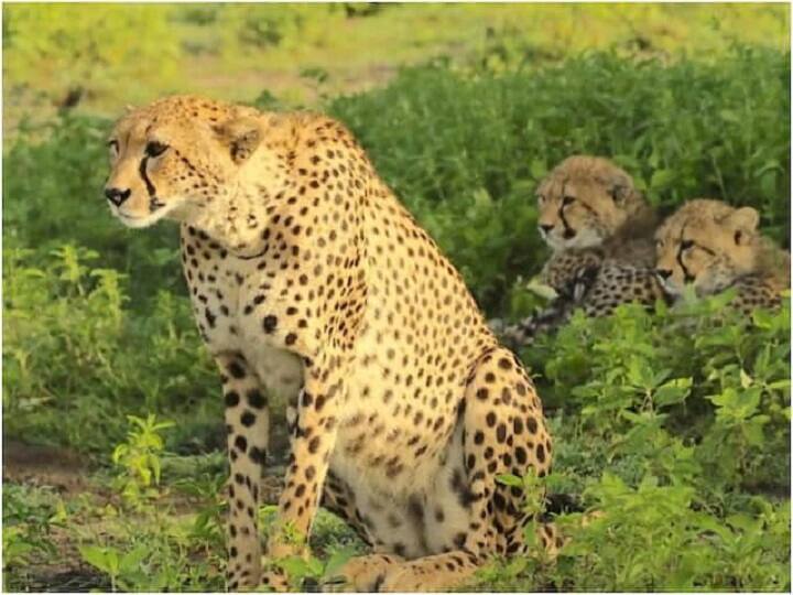 Kuno National Park Gunmen ex-soldiers will now guard  leopard in Kuno Palpur National Park in MP ann Kuno National Park: बंदूकधारी पूर्व सैनिक अब करेंगे चीते की पहरेदारी, पार्क में बाहरी लोगों की ड्रोन कैमरे से होगी निगरानी