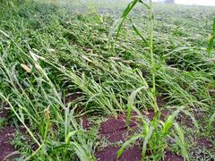 Photo : औरंगाबादमध्ये वादळी वाऱ्यासह झालेल्या पावसामुळे पिके आडवी