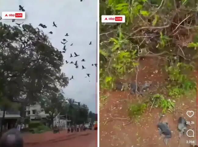 birds died after tree chopped on national highway in kerala video viral on social media Trending Video : झाडावर बुल्डोझर चालवल्याने अनेक पक्षांचा चिरडून मृत्यू, घटनेचा व्हिडीओ सोशल मीडियावर चर्चेत