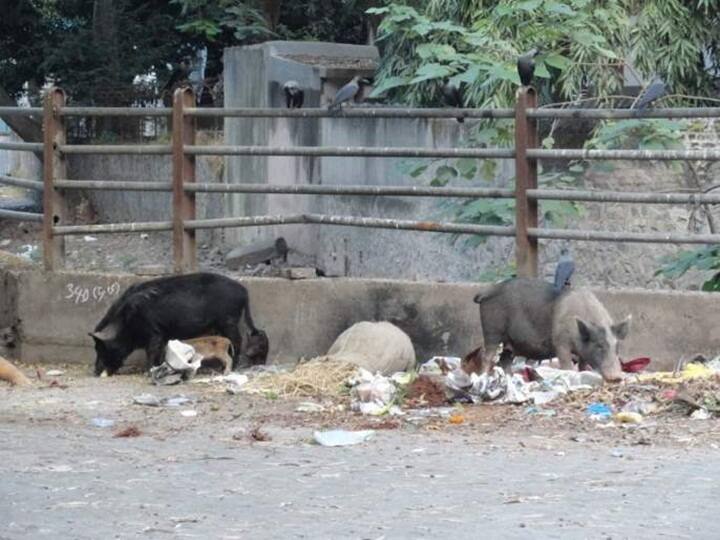 maharashtra News Aurangabad News A case has been registered with the police against the owner of a foreign breed boar Aurangabad: विदेशी जातीचे वराह मोकाट, मालकांविरुद्ध पोलिसात गुन्हा दाखल