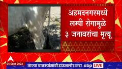 Ahmednagar Lumpy Disease: अहमदनगरमध्ये लम्पी रोगामुळे 3 जनावरांचा मृत्यू ABP Majha