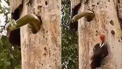 Viral Video: ਜਦੋਂ ਪੰਛੀ ਆਪਣੇ ਆਂਡੇ ਬਚਾਉਣ ਲਈ ਖ਼ਤਰਨਾਕ ਸੱਪ ਨਾਲ ਉਲਝਿਆ ਅਤੇ ਫਿਰ...