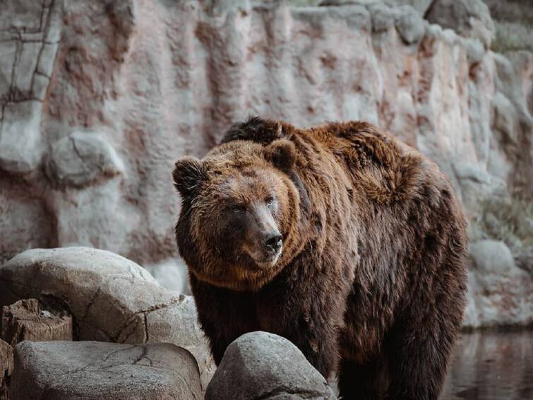 Bear Wandering in Srikakulam District again Srikakulam Bear: శ్రీకాకుళంలో మళ్లీ ఎలుగుబంటి కలకలం, అప్రమత్తంగా ఉండాలని అధికారుల సూచనలు