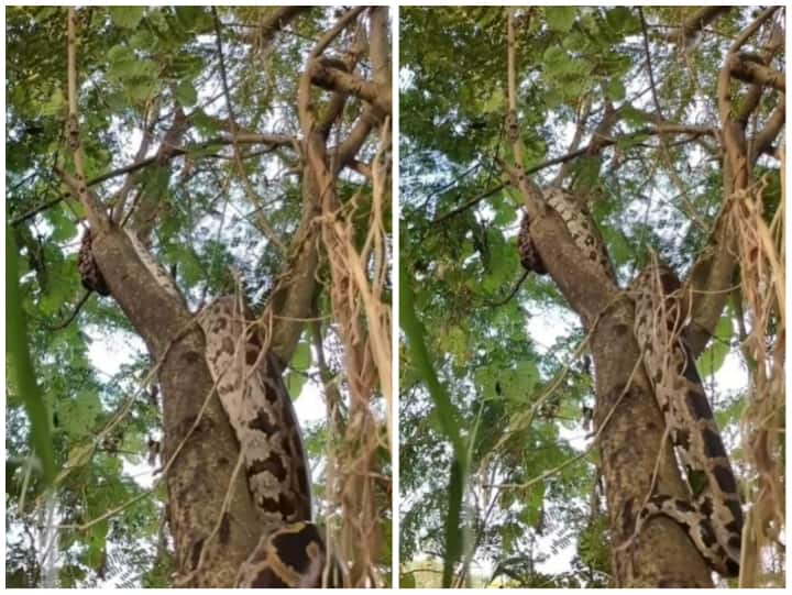 giant python was seen climbing a tree in a shocking Viral video Python Viral Video: पेड़ पर चढ़ते दिखाई दिया विशालकाय अजगर, रोंगटे खड़े कर देगा वीडियो