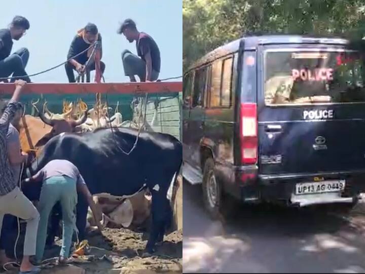 Bulandshahr Police seized truck full of 15 cows and Ox on tips of Hindu Jagran Manch activists in Sikandrabad ANN Bulandshahr News: सिकंदराबाद पुलिस ने फिल्मी स्टाइल में घेराबंदी कर ट्रक को पकड़ा, तलाशी में 15 गोवंश बरामद