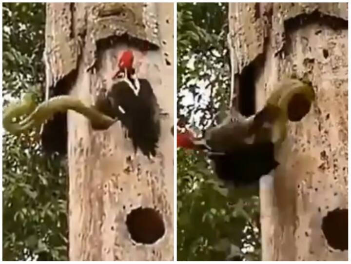 Mother Woodpecker was seen fighting alone with a dangerous Venomous Snake Viral Video: खतरनाक सांप से अकेले भिड़ती दिखी एक मां, रोंगटे खड़े कर देगा वीडियो