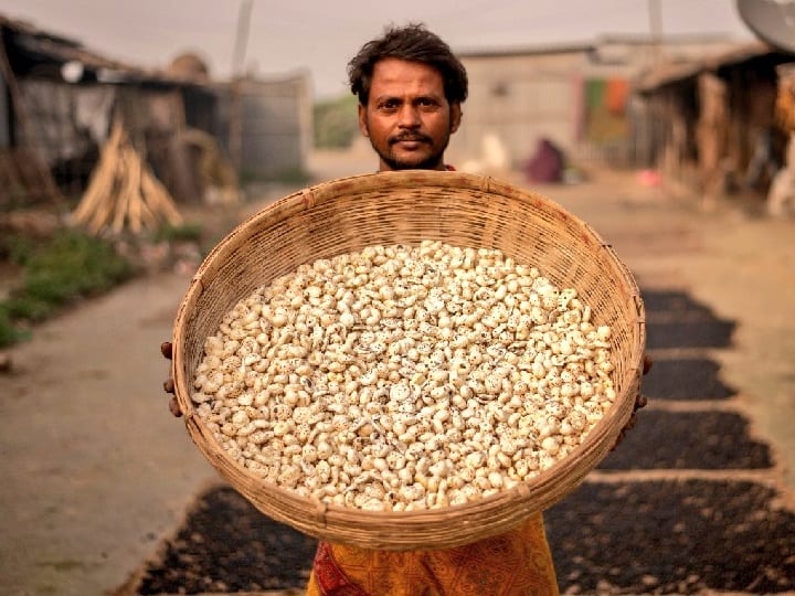 Subsidy Offer: सुनहरा मौका! मखाना की खेती के लिये पायें 75% तक की सब्सिडी, इन किस्मों से होगा लाखों का मुनाफा Bihar govt provide 75 pc subsidy for cultivating Advanced varieties of Makhana Fox Nut Under Makhana Vikas Yojana Subsidy Offer: सुनहरा मौका! मखाना की खेती के लिये पायें 75% तक की सब्सिडी, इन किस्मों से होगा लाखों का मुनाफा