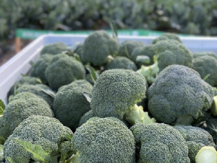 Broccoli Cultivation: बाजार में तेजी से बढ़ रही है इस विदेशी सब्जी की मांग, कम मेहनत में 15 लाख तक कमा सकते हैं किसान