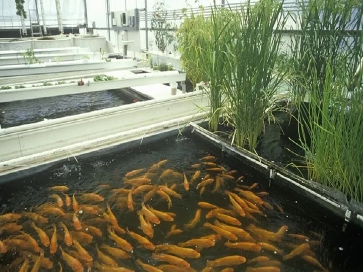 Aquaponic Farming: खेती में मदद करेंगी मछलियां, 95% तक बचेगा पानी और महंगी बिकेंगी ऑर्गेनिक सब्जियां