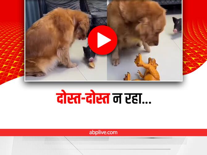 Naughty Dog Tried To Kill Piglet By Giving Poison In Funny Viral Video | Funny Video: खुराफाती कुत्ते ने की दोस्त को मारने की कोशिश, वीडियो देख नहीं रुकेगी हंसी Naughty Dog Tried To Kill Piglet By Giving Poison In Funny Viral Video | Funny Video: खुराफाती कुत्ते ने की दोस्त को मारने की कोशिश, वीडियो देख नहीं रुकेगी हंसी