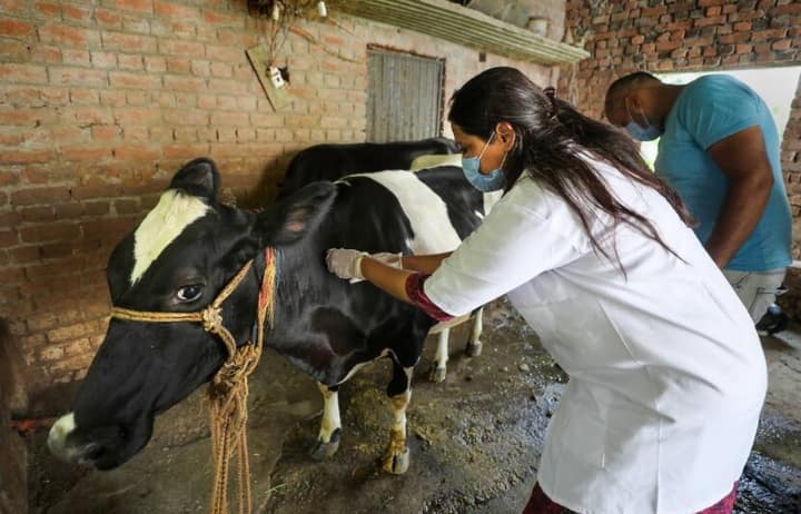 Madhya Pradesh Cow-ambulance start soon in all the development blocks MP News: गाय के बीमार होने पर अब न हो परेशान, एक फोन पर घर आएगी गौ-एम्बुलेंस