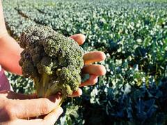 बाजार में तेजी से बढ़ रही है इस विदेशी सब्जी की मांग, कम मेहनत में 15 लाख तक कमा सकते हैं किसान