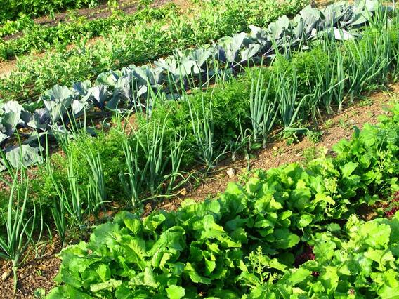 Co-Cropping: चार गुना तक बढ़ जाती है खरीफ फसलों की पैदावार, खाली मेड़ों पर इन मसालों की बुवाई कर दें किसान Co-Cropping: चार गुना तक बढ़ जाती है खरीफ फसलों की पैदावार, खाली मेड़ों पर इन मसालों की बुवाई कर दें किसान