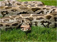 Maharashtra: घायल अजगर की होगी प्लास्टिक सर्जरी, दोबारा से तैयार किया जाएगा मुंह