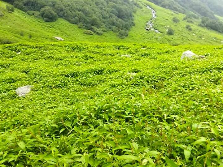 Joshimath News Tourists broke records in the World Heritage Flowers Valley So many tourists have visited ANN Valley of Flowers: विश्व धरोहर फूलों की घाटी में पर्यटकों ने तोड़ा रिकॉर्ड, अब तक इतने सैलानियों ने किया दीदार