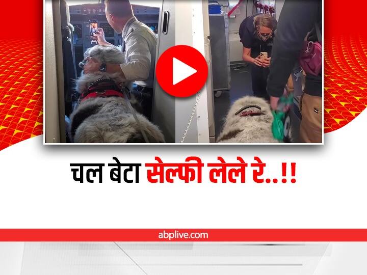 Flight delay due to Flight Crew & Pilot was busy taking pictures with A bog pet Dog viral video on social media Viral: कुत्ते के साथ सेल्फी लेने के चक्कर में देर से उड़ी फ्लाइट, देखिए ये दिलचस्प Video