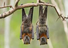 उल्टे लटककर क्यों सोते हैं चमगादड़, ये है इसका कारण