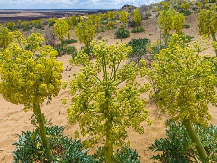 Asafoetida Farming: अब आपके खाने में भी लगेगा भारतीय हींग का तड़का, पहले इन देशों से मंगवाई जाती थी