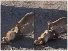 कंगारू ने पेश की दोस्ती की मिसाल, विशालकाय अजगर से अकेले भिड़ते आया नजर