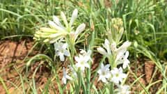 Horticulture: ડભોઈના ખેડૂતે કરી રજનીગંધાની ખેતી, આ વર્ષે સૂર્યમુખીના ફૂલોની કરાર આધારિત ખેતી કરવાનું આયોજન
