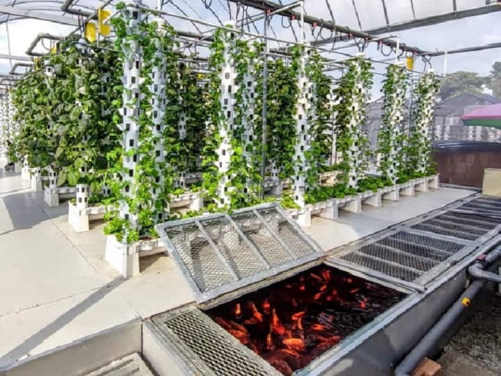 Fishes can help to grow organic Vegetables by saving 95% water through Aquaponic Farming Aquaponic Farming: खेती में मदद करेंगी मछलियां, 95% तक बचेगा पानी और महंगी बिकेंगी ऑर्गेनिक सब्जियां