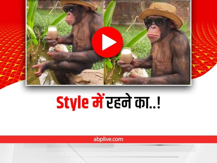 Chimpanzee Monkey Wearing Cap Sun Glasses drinking Milkshake viral video social media बंदर के स्वैग को देखकर लोगों को हुई हैरानी, बोले- लाइफ हो तो ऐसी! देखिए Video 