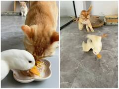 बिल्ली का खाना छीनती दिखी डक, सब्र टूटा तो मिला जोरदार सबक