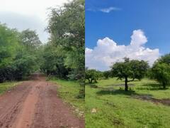 Bundi News: रामगढ़ बाघ अभ्यारण में खनन समेत कई गतिविधियों पर लगी रोक, चंबल नदी का कुछ हिस्सा भी रिजर्व घोषित