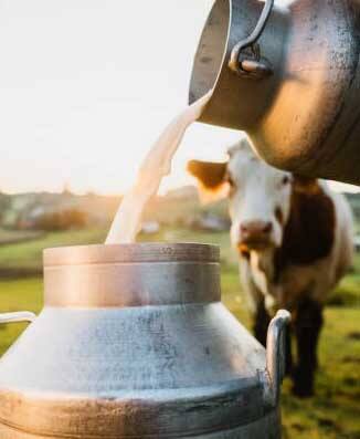 ਬੱਚੇ ਨੂੰ ਗਾਂ ਦਾ ਦੁੱਧ ਜ਼ਰੂਰ ਪਿਲਾਓ। ਗਾਂ ਦੇ ਦੁੱਧ ਵਿੱਚ ਵਿਟਾਮਿਨ ਡੀ ਦੀ ਭਰਪੂਰ ਮਾਤਰਾ ਹੁੰਦੀ ਹੈ। ਇਸ ਤੋਂ ਇਲਾਵਾ ਦੁੱਧ ਵਿਚ ਕੈਲਸ਼ੀਅਮ ਅਤੇ ਹੋਰ ਵਿਟਾਮਿਨ ਵੀ ਹੁੰਦੇ ਹਨ। ਬੱਚੇ ਨੂੰ ਰੋਜ਼ਾਨਾ 1 ਗਲਾਸ ਗਾਂ ਦਾ ਦੁੱਧ ਦਿਓ