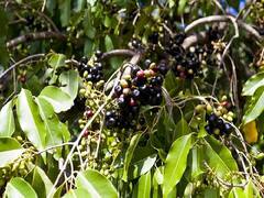 ये मौका न गवायें! इस फल की बागवानी पर मिल रहा है 50% अनुदान, इन किसानों को मिलेगा फायदा