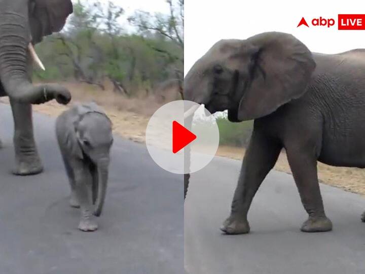 Elephant stops its baby elephant Calf to protects it from tourists in South Africa Viral Video On social Media हाथी मां ने की अपने बच्चे की पर्यटकों से रक्षा, दिल छू लेने वाला Video देखिए