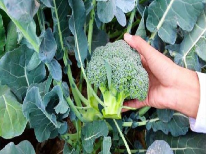 Broccoli Cultivation: बाजार में तेजी से बढ़ रही है इस विदेशी सब्जी की मांग, कम मेहनत में 15 लाख तक कमा सकते हैं किसान