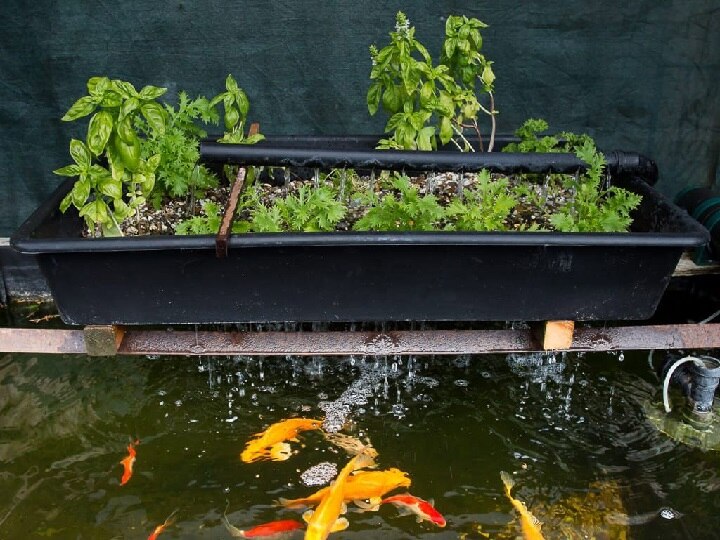 Aquaponic Farming: खेती में मदद करेंगी मछलियां, 95% तक बचेगा पानी और महंगी बिकेंगी ऑर्गेनिक सब्जियां