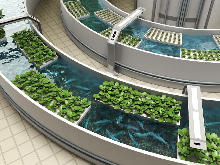 Aquaponic Farming: खेती में मदद करेंगी मछलियां, 95% तक बचेगा पानी और महंगी बिकेंगी ऑर्गेनिक सब्जियां