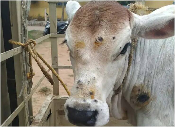 Lumpy Virus Cases: लंपी वायरस से देशभर में 58 हजार से ज्यादा गायों की मौत, इन 16 राज्यों में फैली बीमारी Lumpy virus kills more than 58 thousand cows across India Disease spread in 16 states Lumpy Virus Cases: लंपी वायरस से देशभर में 58 हजार से ज्यादा गायों की मौत, इन 16 राज्यों में फैली बीमारी