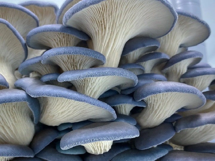Blue oyster Mushroom Cultivation helps to earn double income than ordinary mushrooms Blue Oyster Mushroom: ये नीला मशरूम उगाकर कमा सकते हैं दोगुना पैसा, इन इलाकों में होती है भारी डिमांड