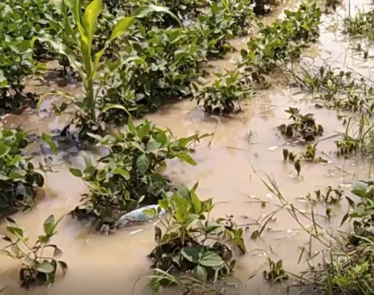 Latur Rain : लातूर जिल्ह्यात तुफान पाऊस, पिकं वाहून जाण्याची वेळ, शेतकरी चिंतेत