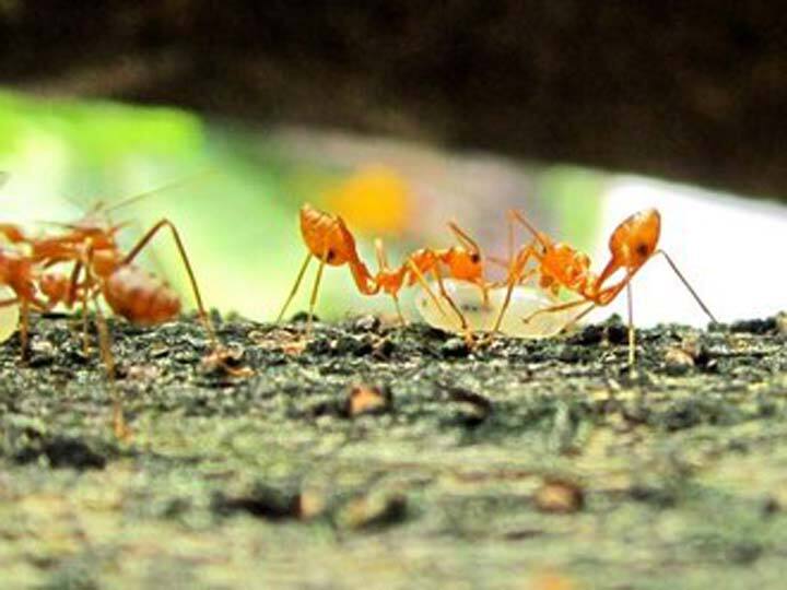 millions of poisonous red ants entered in the village of Odisha spread panic people ran away Odisha: ओडिशा के गांव में अचानक लाखों की संख्या में जहरीली लाल चीटियों ने बोला धावा, डर के मारे घर छोड़कर भागे लोग
