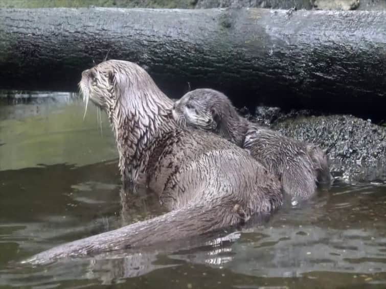 Watch: Mother Otter Teaches Its Baby Swimming, Internet Amazed Watch video :வலுக்கட்டாயமாக நீச்சல் கற்றுக்கொடுக்கும் தாய் நீர்நாய்! பயந்து நடுங்கும் குட்டி! -  க்யூட் வீடியோ!