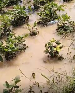 लातूर जिल्ह्यात तुफान पाऊस, पिकं वाहून जाण्याची वेळ