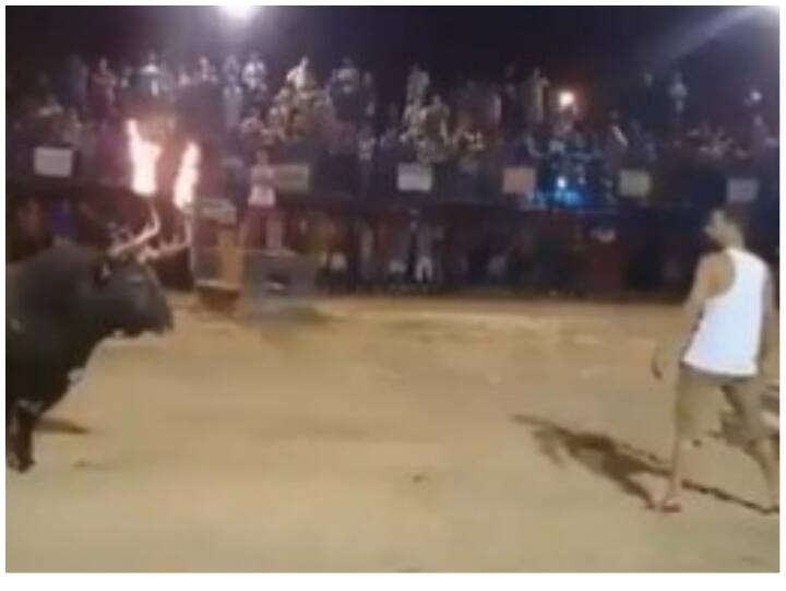 Person having fun with angry bull Was slammed on ground in Dangerous Viral Video गुस्सैल सांड के साथ मस्ती पड़ी भारी, अगले ही पल जानवर ने हवा में उठाकर जमीन पर पटका