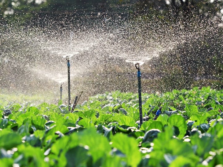 Subsidy Offer upto 55% on drip, mini sprinkler and portable sprinkler irrigation in Madhya Pradesh Subsidy Offer: अब खत्म हुई सिंचाई की चिंता! ड्रिप, मिनी स्प्रिंकलर और पोर्टेबल स्प्रिंकलर पर 55% तक सब्सिडी, यहां उठायें फायदा