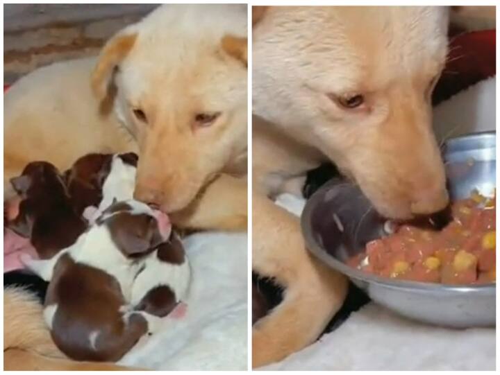 Man helped female dog by giving food in heart touching Viral video Emotional Video: मादा कुत्ते की मदद को शख्स ने बढ़ाए हाथ, दिल जीत लेगा वीडियो
