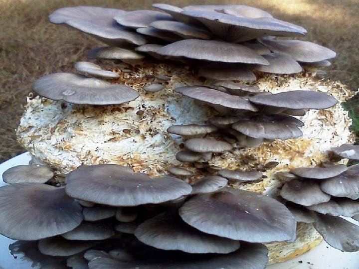 Blue Oyster Mushroom: ये नीला मशरूम उगाकर कमा सकते हैं दोगुना पैसा, इन इलाकों में होती है भारी डिमांड