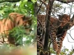 जबलपुर के पेंच टाइगर रिजर्व में हुई दिन दहाड़े चोरी, तेंदुए ने की एपीएलए से शिकायत