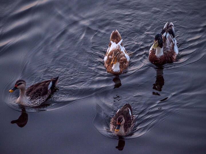 रणमल झील घूमने का सबसे अच्छा समय: घूमने का सबसे अच्छा समय नवंबर और फरवरी के बीच का है.