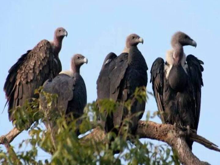 Parsi community forced to change method of funeral due to declining population of vultures Parsi Funeral: गिद्धों की संख्या घटने से पारसी समुदाय परेशान, अंतिम संस्कार का तरीका बदलने को हो रहे मजबूर