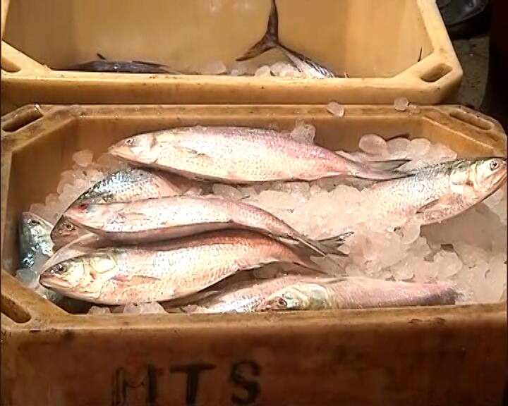 Bangladeshi hilsa has reached Howrah fish market Hilsa: পুজোর মুখে সুখবর, বাংলাদেশি ইলিশ পৌঁছল হাওড়ার মাছ বাজারে